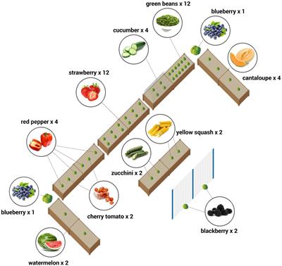 Hands-on childcare garden intervention: A randomized controlled trial to assess effects on fruit and vegetable identification, liking, and consumption among children aged 3–5  years in North Carolina